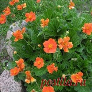 Гравилат, узнайте как вырастить гравилат из семян в этой статье