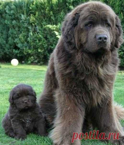 Ньюфаундленд: мощь и доброта