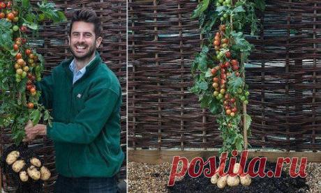 Сверху — помидор, снизу — .

В Великобритании широкой общественности был представлен новый чудо-юдо-овощ, получивший название ТОМТАТО (скрещение слов «tomato» — помидор и «potato» — картофель). Растение представляет собой гибрид, дающий плоды и в виде помидоров-черри, и в виде картофеля. Примечательно, что саженцы прививаются вручную, а не путём генной инженерии. При хорошем уходе каждый куст способен обеспечить двойным урожаем.