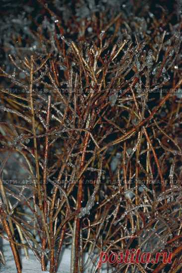 Close-up of frozen icy bare tree branches on a dark cold snowy winter evening. Natural texture backround. Pattern in nature. Стоковое фото, фотограф Ilaronsia / Фотобанк Лори