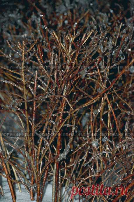 Close-up of frozen icy bare tree branches on a dark cold snowy winter evening. Natural texture backround. Pattern in nature. Стоковое фото, фотограф Ilaronsia / Фотобанк Лори