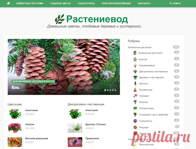 Комнатные цветы и растения, садовые цветы и их названия. Плодовые деревья и кустарники.