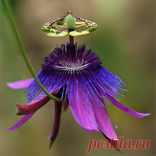 (M)Цветок пассифлора (страстоцвет) — Passiflora

КЛУБ ЦВЕТОВОДОВ И САДОВОДОВ | VK