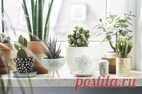 Растения на подоконнике: польза и вред