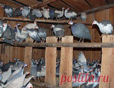 Как содержать цесарок | Домашние животные: собаки, кошки, попугаи, хомячки