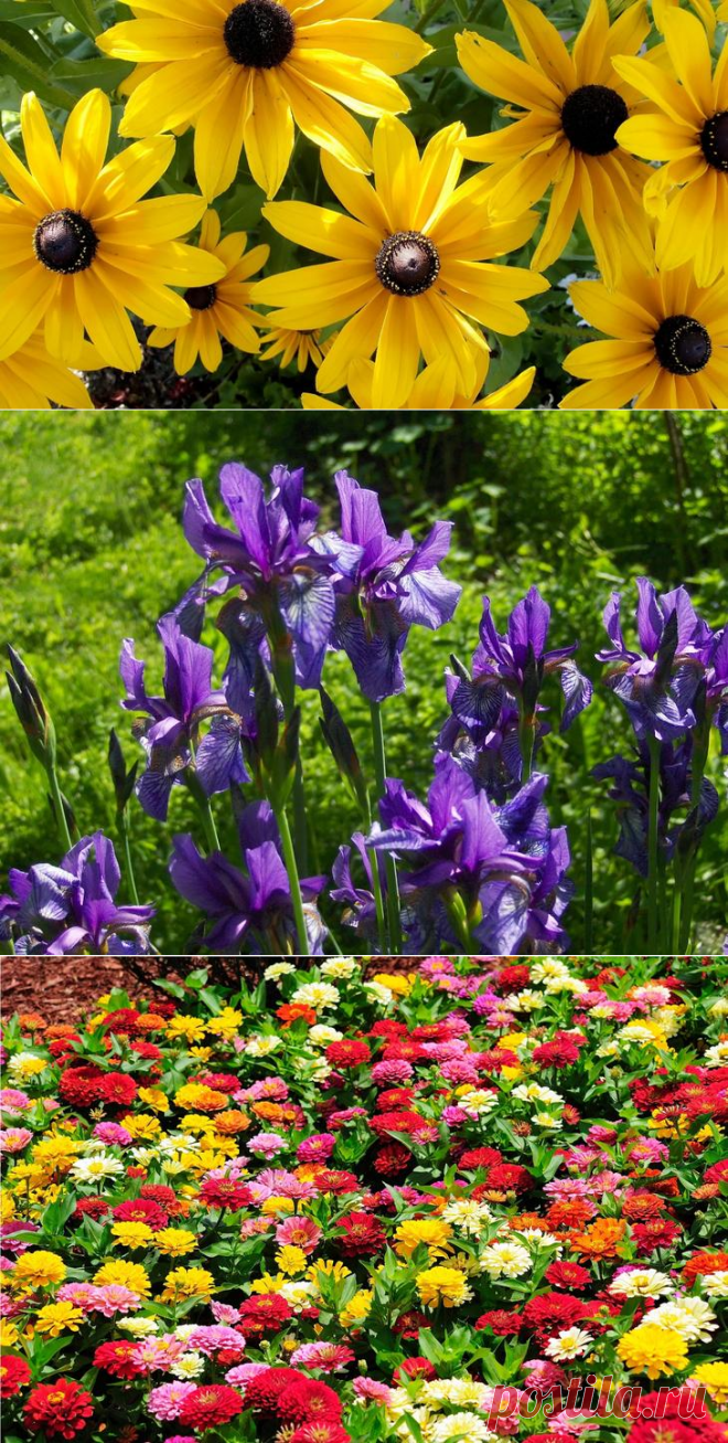 9 садовых растений, которые можно не поливать.