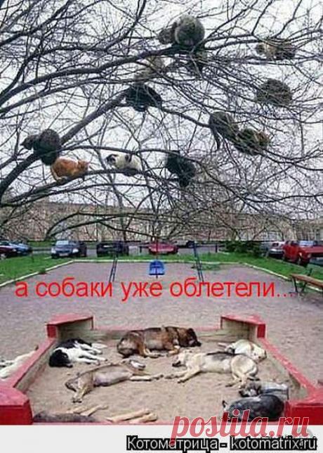 Котоматрицы.