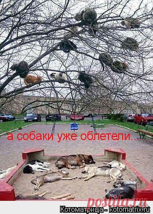 Котоматрицы.