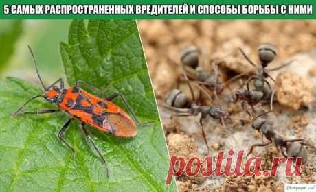 5 самых распространенных вредителей и способы борьбы с ними