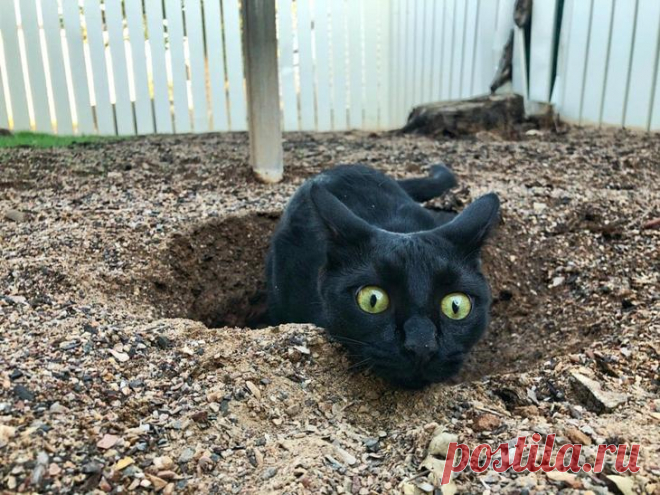 16 котиков-муркотиков, которые своей неуклюжестью умеют здорово повеселить хозяина