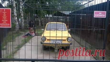 Зверюга в клетке