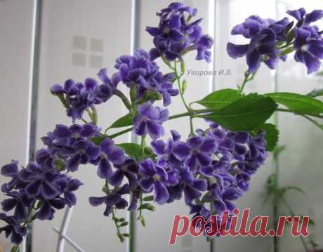 Дуранта "Sweet memories"