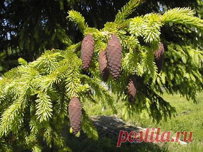 Интересное из интернета