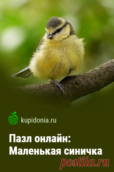 Пазл: Маленькая синичка. Красивый пазл с синицей из серии Птицы. Собирай пазлы на сайте!