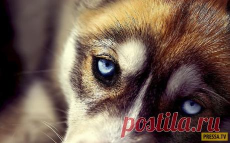 Уникальные особенности собак | Чёрт побери Многие собаководы с уверенностью утверждают, что их собаки способны выполнять различные мысленные команды, как-будто они способны читать мысли своих хозяев. Хоть факт того, что собаки умеют читать мысли телепатически пока не доказан, но тем не менее, некоторые особенности отличают собак от других животных. Читаем далее! Собаки способны к эмпатии Зевота представляет собой явление, напрямую связанное с эмпатией. Она наблюдается толь...