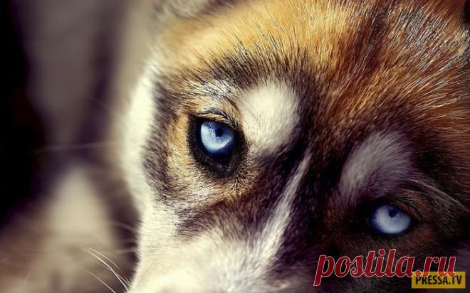 Уникальные особенности собак | Чёрт побери Многие собаководы с уверенностью утверждают, что их собаки способны выполнять различные мысленные команды, как-будто они способны читать мысли своих хозяев. Хоть факт того, что собаки умеют читать мысли телепатически пока не доказан, но тем не менее, некоторые особенности отличают собак от других животных. Читаем далее! Собаки способны к эмпатии Зевота представляет собой явление, напрямую связанное с эмпатией. Она наблюдается толь...