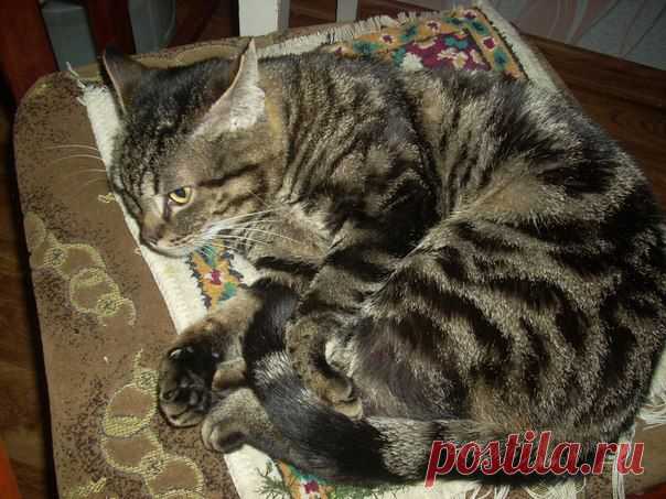 дневной сон Василия