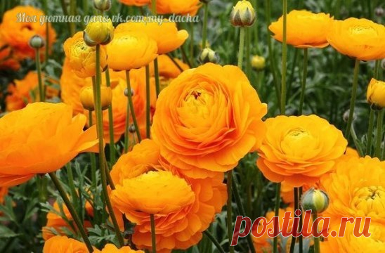 РАНУНКУЛУС - ЦВЕТЫ НЕВЕСТ