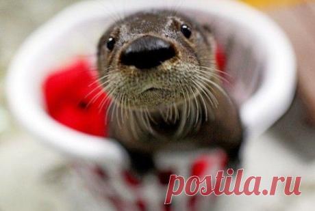 Милейшие выдры