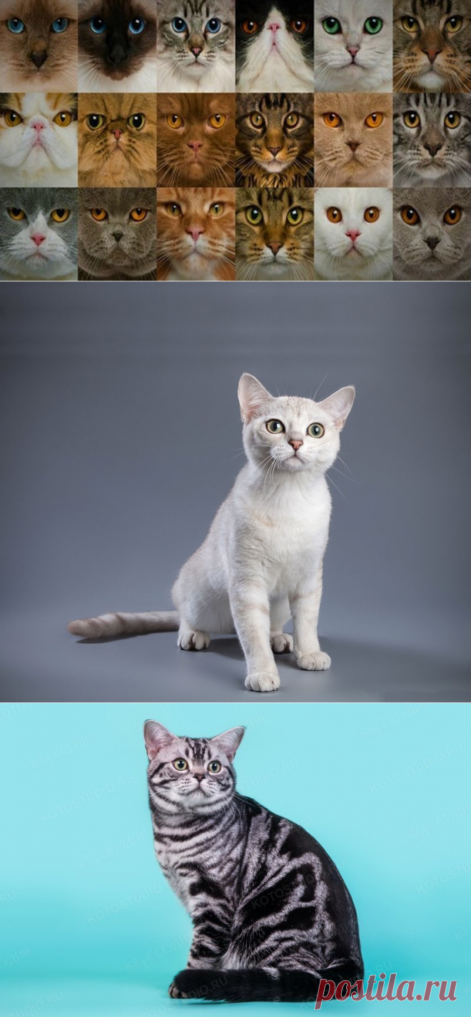 Породы кошек