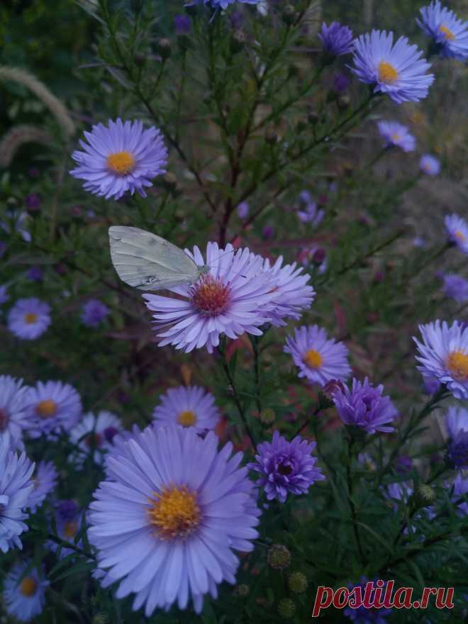 Астра новоанглийская сиреневая (Aster novae-angliae)