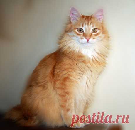 Редактировать описание