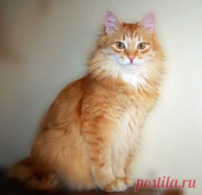 Редактировать описание