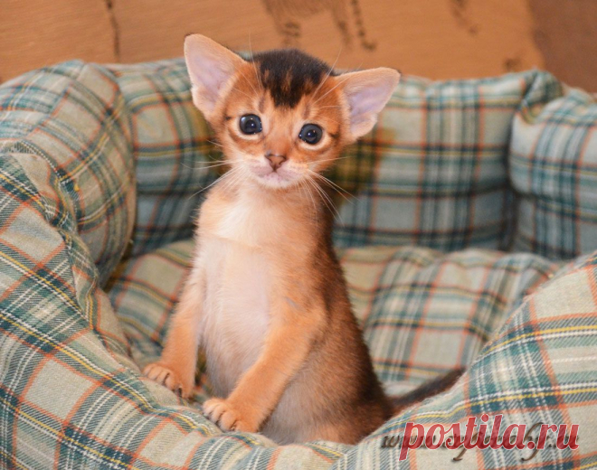 Абиссинские котята , питомник Super-Aby , Москва
