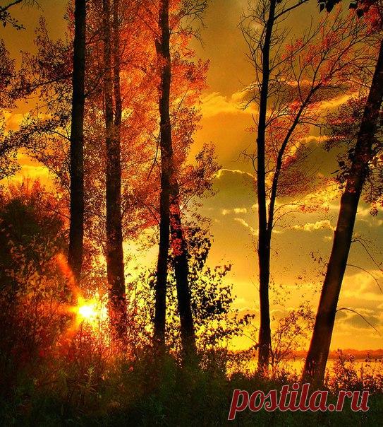 Экология: береги природу! | Животные и растения