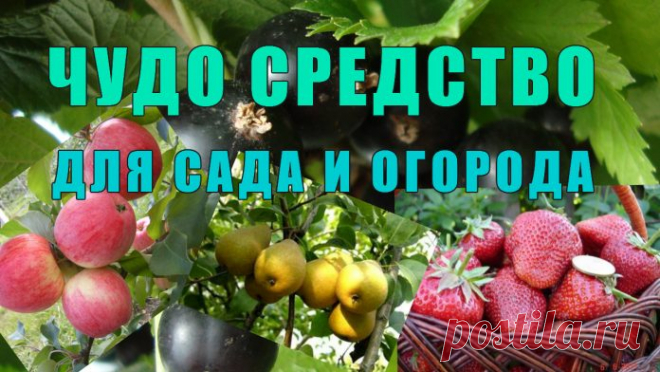 Было это давно, когда мы только-только переехали жить из шумного города в небольшой поселок на севере Ростовской области. Переезжая, я прихватила со своего дачного участка и пару десятков саженцев клубники своего любимого сорта Фестивальная. Но ту-то и произошла незадача. Как только клубничка зацвела, стало что-то нехорошее происходить с желтыми серединками цветков – они чернели, а ягоды завязывались или мелкие, или уродливые. Беда...