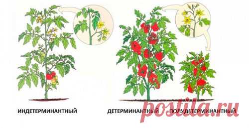 Как правильно пасынковать помидоры в теплице, пошаговое фото