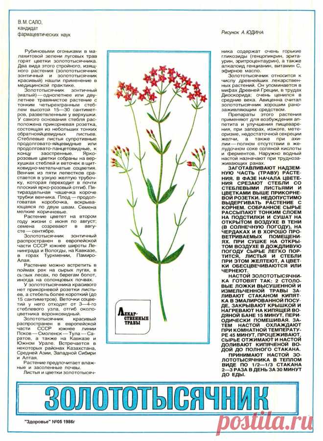 Золототысячник