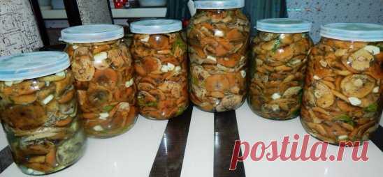 Рыжики солёные горячим способом...