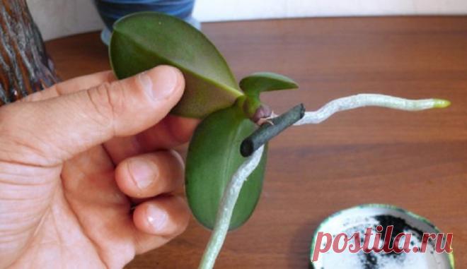 Мои орхидеи — моя гордость! Размножаю их одним секретным способом… — БУДЬ В ТЕМЕ