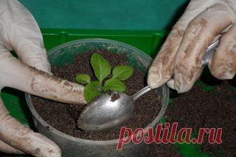 Зола (золото) старинное удобрение: все правила применения в огороде