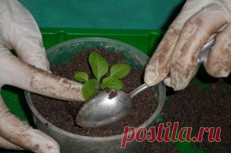 Зола (золото) старинное удобрение: все правила применения в огороде