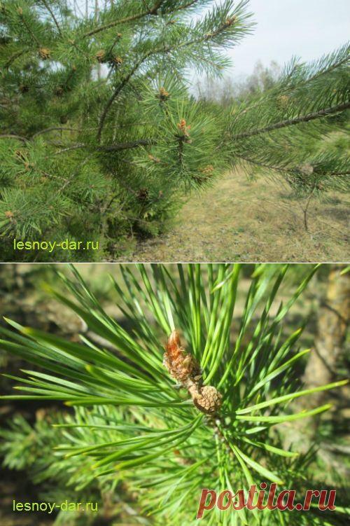 Сосновая хвоя
