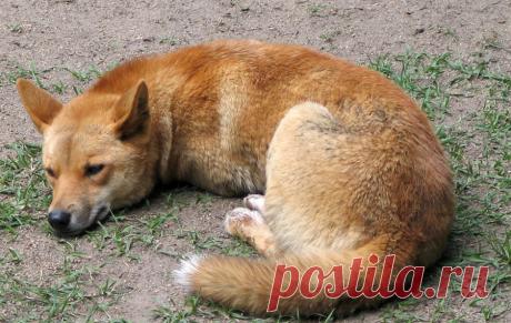 Собака Динго: самый странный хищник мира