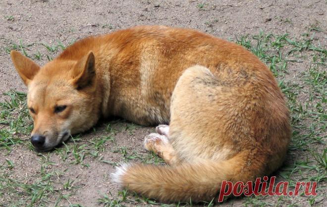 Собака Динго: самый странный хищник мира