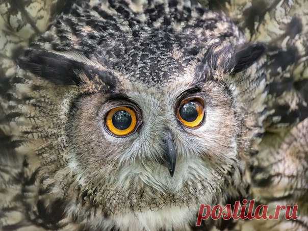 Филин. Автор фото — Андрей Поляков: nat-geo.ru/photo/user/50663/