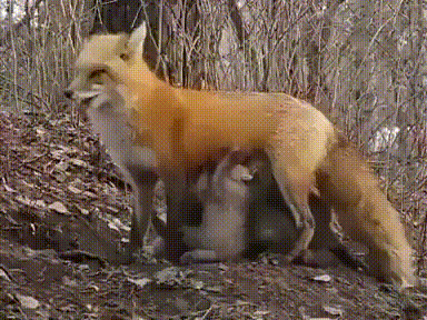 Лиса  кормит  осиротевших медвежат..