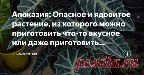 Алоказия: Опасное и ядовитое растение, из которого можно приготовить что-то вкусное или даже приготовить лекарство Мы не советуем воплощать рецепты на практике, но рассказать - расскажем.

Алоказия - популярное комнатное растение, пришедшее к нам из тропиков. Крупные узорчатые листья привлекут внимание и заставят любоваться собой даже далёкого от высоких чувств человека. Однако не дайте этой красоте обмануть себя - #КнигаРастений предупреждает вас об опасности! Сок растени...