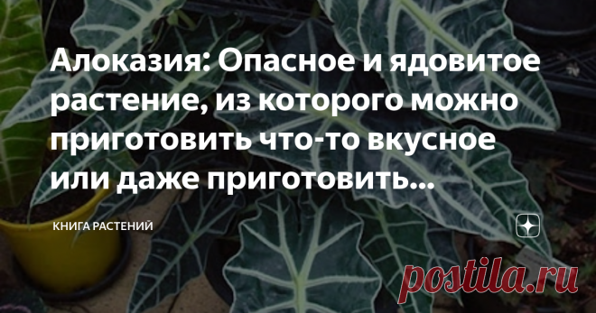 Алоказия: Опасное и ядовитое растение, из которого можно приготовить что-то вкусное или даже приготовить лекарство Мы не советуем воплощать рецепты на практике, но рассказать - расскажем.

Алоказия - популярное комнатное растение, пришедшее к нам из тропиков. Крупные узорчатые листья привлекут внимание и заставят любоваться собой даже далёкого от высоких чувств человека. Однако не дайте этой красоте обмануть себя - #КнигаРастений предупреждает вас об опасности! Сок растени...