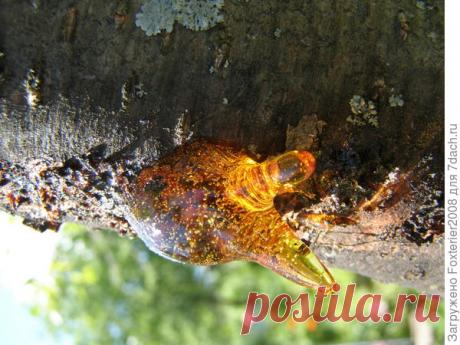 Что такое камедетечение и как его победить