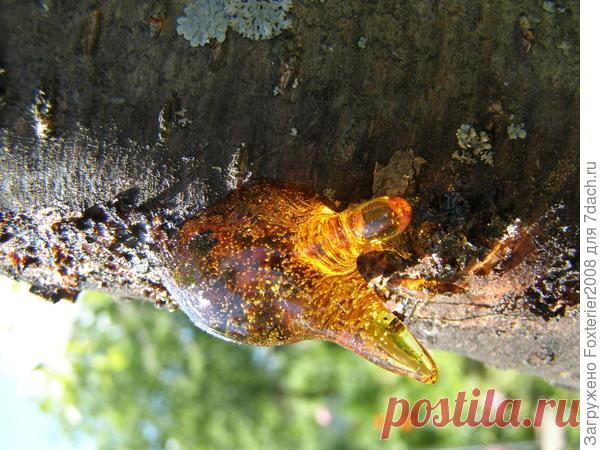 Что такое камедетечение и как его победить