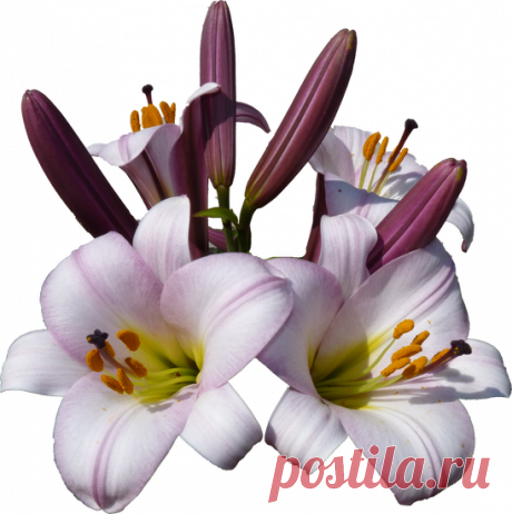 Цветы PNG