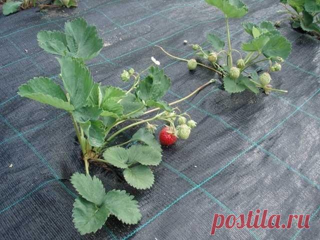 Геотекстиль что это такое и как используется - знакомимся с материалом