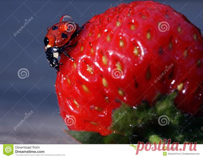 Ladybird Ladybird - Download From Over 66 Million High Quality Stock Photos, Images, Vectors. Sign up for FREE today. Image: 16068913