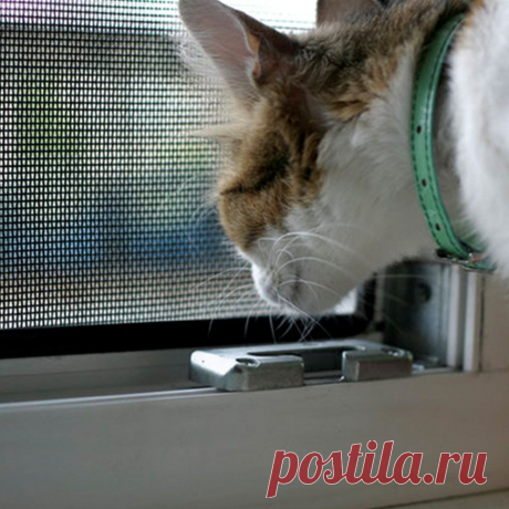 🏡 Москитные сетки от производителя под ключ по вашим размерам
💎 Качественные материалы 😲 Большой опыт работ 💖 Приятные цены
🌍 Санкт-Петербург, улица 2-ой Луч, дом 8, офис 3 📞 +7(812)467-47-55