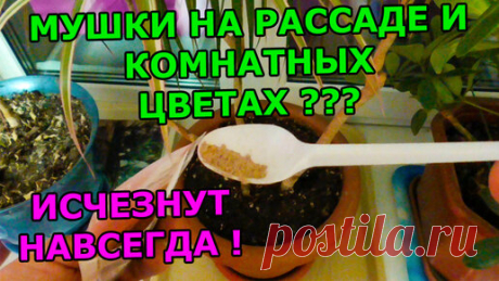 Роман Буров TV | МУШКИ НА КОМНАТНЫХ РАСТЕНИЯХ И РАССАДЕ ИСЧЕЗНУТ РАЗ И НАВСЕГДА! СРЕДСТВО ОТ МОШЕК В КОМНАТНЫХ ЦВЕТАХ И РАССАДЕ.